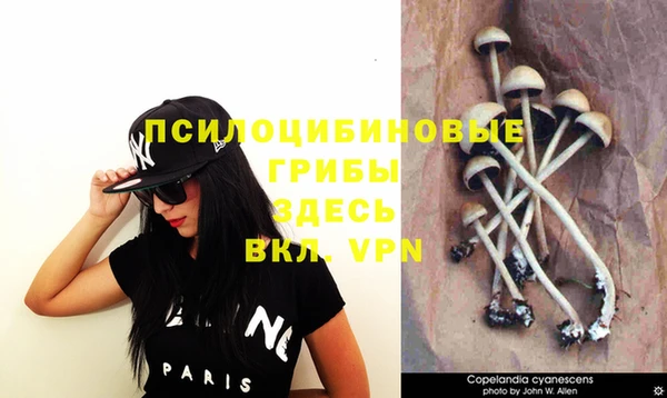 прущие грибы Абдулино